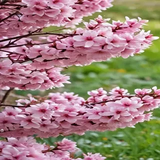 springtime iphone wallpaper