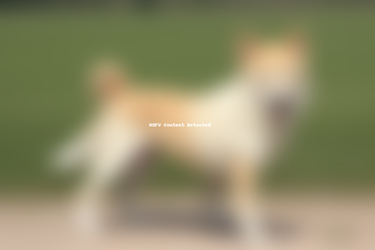 canaan dog breed