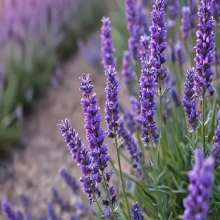 lavender iphone wallpaper