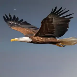 eagle flying png