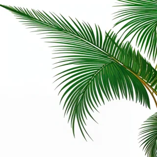 palm leaves png