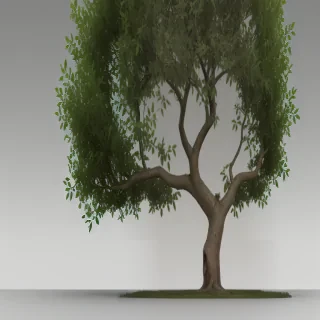tree with no background