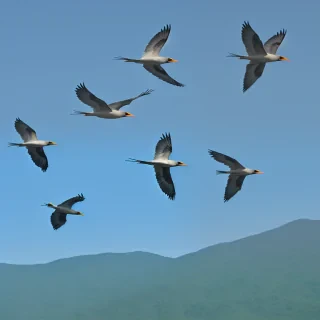 birds flying png