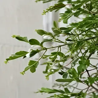 mistletoe png
