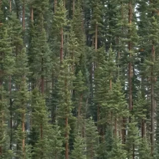 pine trees transparent background