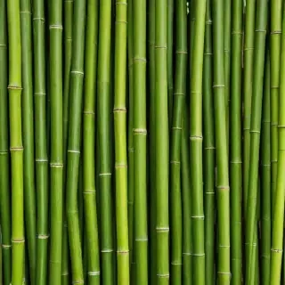 bamboo background