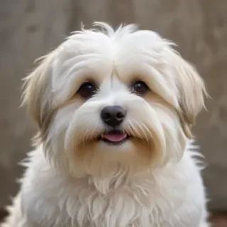 havanese dog
