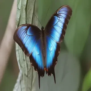 blue morpho butterfly