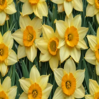 daffodil flower