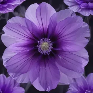 transparent purple flower