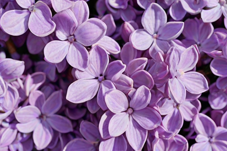 aesthetic lilac wallpaper