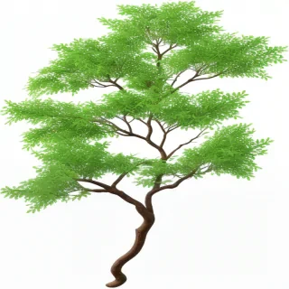 tree branch png