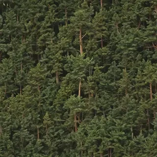 pine trees png