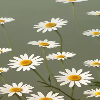 daisy wallpaper for phone