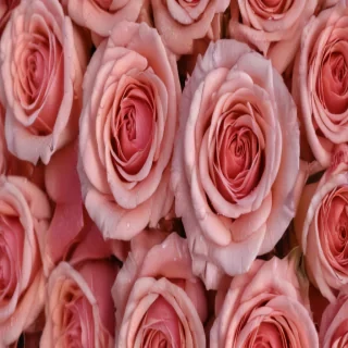 rose background