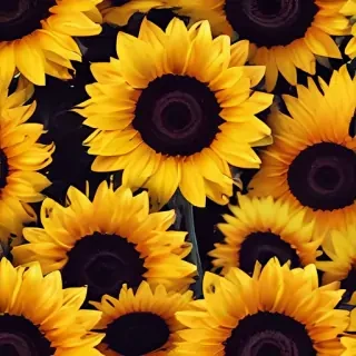 sunflower wallpaper iphone
