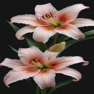 lily flower png