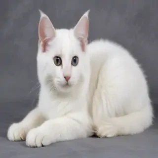 russian white black and tabby breed