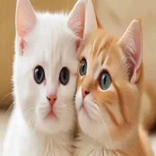love cute cat wallpaper