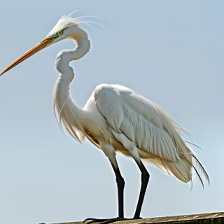 egret bird