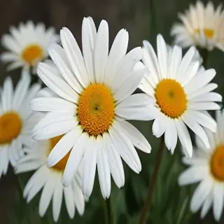 daisy wallpaper for desktop
