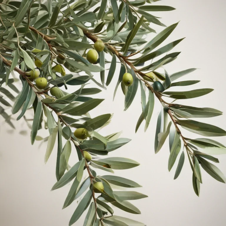 olive branch png