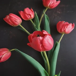 tulip iphone wallpaper