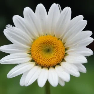 iphone daisy wallpaper
