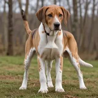 american leopard hound
