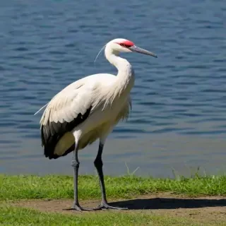 crane bird