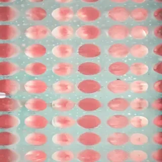 polkadot background