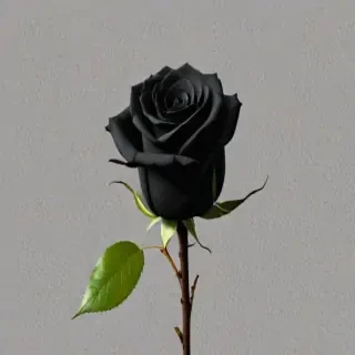 black rose png