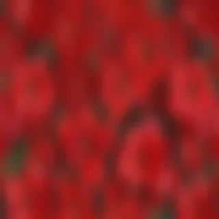 flower background red