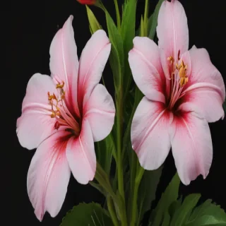 flores png
