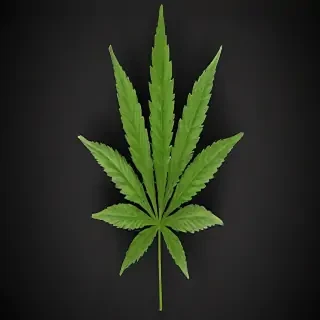 marijuana leaf