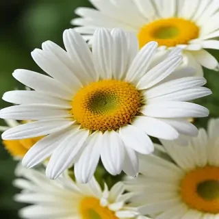 daisy flower wallpaper