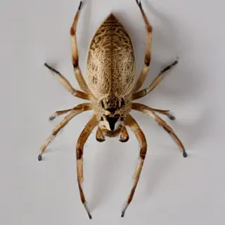 png spider