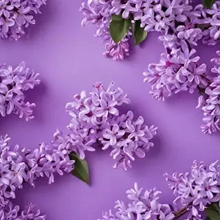 lilac background