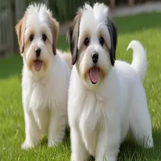 havanese dogs