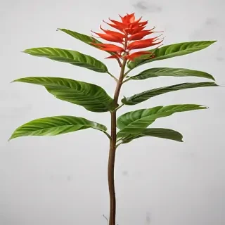 plant no background