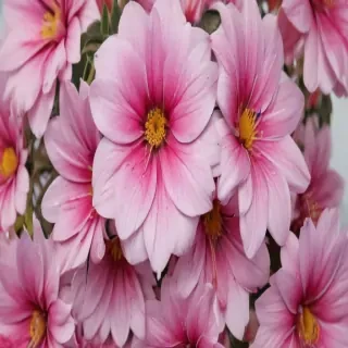 aesthetic flower background