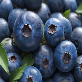 blueberry png