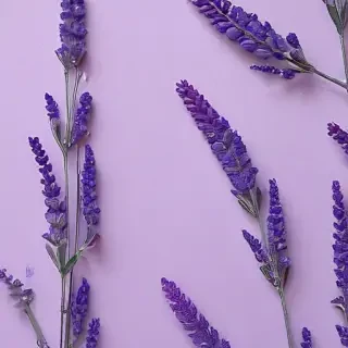 aesthetic lavender wallpaper