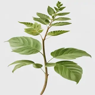 plant transparent background