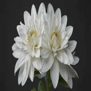 white flower png