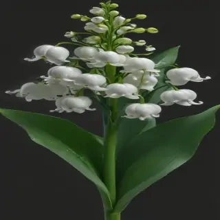 lily of the valley png