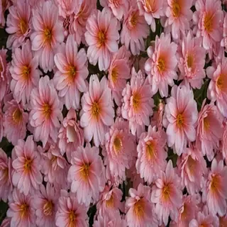 aesthetic flower background