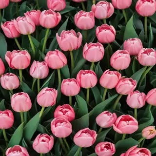 tulips wallpaper aesthetic