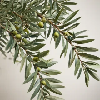 olive branch png