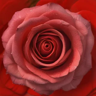 red rose.png